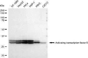Western blotting analysis using Activating transcription factor 5 antibody (ABIN7797484).