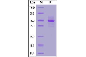 SDS-PAGE (SDS) image for Syndecan 1 (SDC1) (AA 23-254) (Active) protein (His tag,AVI tag,Biotin) (ABIN6973275)