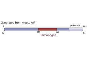 Image no. 2 for anti-Programmed Cell Death 6 Interacting Protein (PDCD6IP) (AA 375-580) antibody (ABIN968617) (ALIX Antikörper  (AA 375-580))