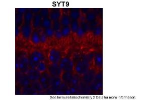 Sample Type: outer mouse plexiform layerRed: PrimaryBlue: DAPIPrimary Dilution: 1:200Secondary Antibody: Goat anti-Rabbit AF568 IgG(H+L)Secondary Dilution: 1:200Image Submitted by: David ZenisekYale University (SYT9 Antikörper  (Middle Region))