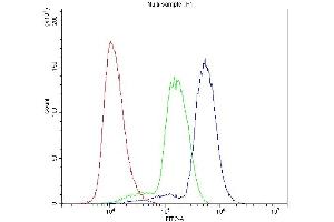 anti-Homeobox A11 (HOXA11) (AA 74-245) antibody