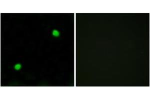 Immunofluorescence analysis of COS7 cells, using Histone H2AX  Antibody. (H2AFX Antikörper  (AA 94-143))