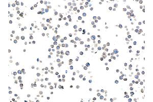 Immunocytochemistry (ICC) image for anti-CD28 (CD28) (AA 19-140) antibody (ABIN7448899) (Rekombinanter CD28 Antikörper  (AA 19-140))