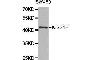 Western blot analysis of extracts of SW480 cell line, using KISS1R antibody. (KISS1R Antikörper)