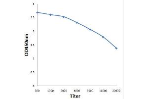 Antigen: 0. (IRS1 Antikörper  (pTyr896))