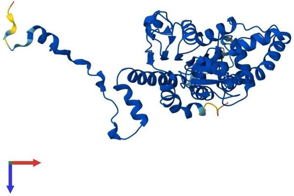 DHPS Protein (AA 1-369) (His tag)