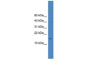 WB Suggested Anti-IL17A Antibody Titration: 0. (Interleukin 17a Antikörper  (N-Term))