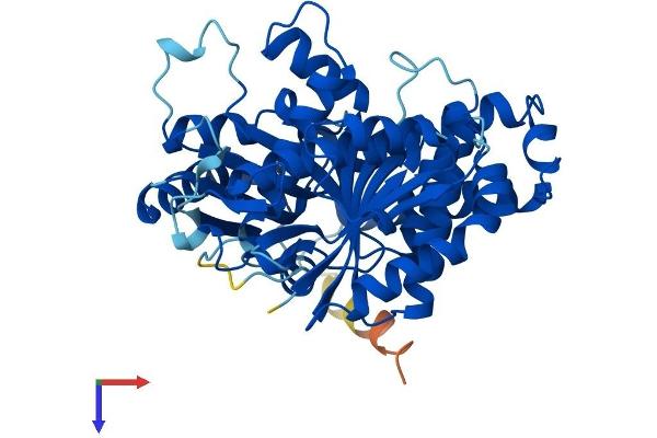 TUBB2B Protein (AA 1-445) (His tag)