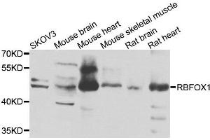 Western blot analysis of extracts of various cells, using RBFOX1 antibody. (A2BP1 Antikörper)