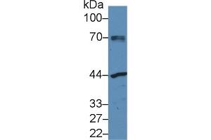 Western Blotting (WB) image for anti-N-Acetylgalactosaminidase, alpha (NAGA) (AA 18-217) antibody (ABIN7436489)