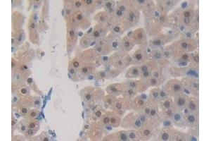 Immunohistochemistry (IHC) image for anti-Tumor Necrosis Factor (Ligand) Superfamily, Member 9 (TNFSF9) (AA 105-309) antibody (ABIN7443173)