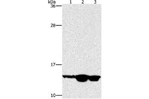 Western Blotting (WB) image for anti-Hairy and Enhancer of Split 5 (HES5) antibody (ABIN2433119) (HES5 Antikörper)