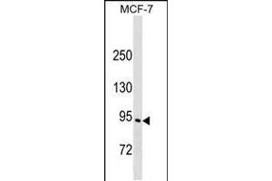 Western blot analysis in MCF-7 cell line lysates (35ug/lane). (ELMO3 Antikörper  (C-Term))