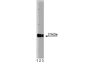 Western blot analysis of Rap2 on a A431 cell lysate. (RAP2A Antikörper  (AA 1-183))