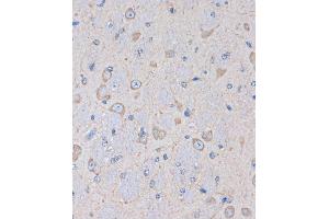 Immunohistochemistry of paraffin-embedded Mouse brain using OR2S2 Rabbit pAb (ABIN7269087) at dilution of 1:100 (40x lens). (OR2S2 Antikörper  (AA 200-300))