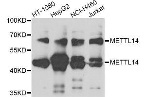 Western blot analysis of extracts of various cell lines, using METTL14 antibody. (METTL14 Antikörper)