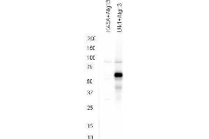 Western blot using  affinity purified anti-ATG13 pS318 antibody shows detection of phosphorylated ATG13 in 293T cells engineered to coexpress Ulk1 and Atg13 (Ulk1 + Atg13). (ATG13 Antikörper  (Internal Region, pSer318))