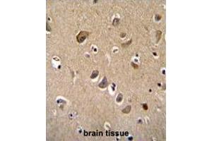 TTC9B Antibody (C-term) immunohistochemistry analysis in formalin fixed and paraffin embedded human brain tissue followed by peroxidase conjugation of the secondary antibody and DAB staining. (TTC9B Antikörper  (C-Term))