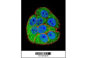 Confocal immunofluorescent analysis with hela cell followed by Alexa Fluor 488-conjugated goat anti-rabbit lgG (green). (XRCC5 Antikörper  (AA 424-450))