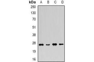 Western blot analysis of FGF14 expression in U937 (A), mouse brain (B), mouse spleen (C), rat brain (D) whole cell lysates. (FGF14 Antikörper)
