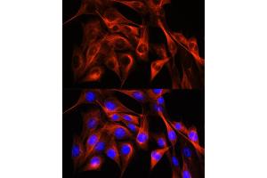 Immunofluorescence analysis of NIH-3T3 cells using α-Tubulin Rabbit pAb (ABIN3020549, ABIN3020550 and ABIN3020551) at dilution of 1:100 (40x lens). (TUBA4A Antikörper  (AA 1-180))