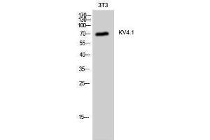 Western Blotting (WB) image for anti-Potassium Voltage-Gated Channel, Shal-Related Subfamily, Member 1 (Kcnd1) (C-Term) antibody (ABIN3185336) (KCND1 Antikörper  (C-Term))