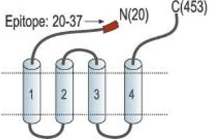 anti-gamma-aminobutyric Acid (GABA) A Receptor, alpha 6 (GABRA6) (AA 20-37), (Extracellular), (N-Term) antibody