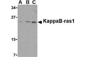 Western Blotting (WB) image for anti-NFKB Inhibitor Interacting Ras-Like 1 (NKIRAS1) (C-Term) antibody (ABIN1030463) (NKIRAS1 Antikörper  (C-Term))