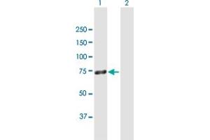 Western Blot analysis of ZNF668 expression in transfected 293T cell line by ZNF668 MaxPab polyclonal antibody. (ZNF668 Antikörper  (AA 1-619))