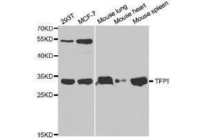 Western blot analysis of extracts of various cell lines, using TFPI antibody. (TFPI Antikörper  (AA 29-224))