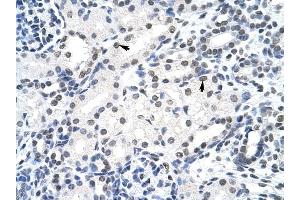 SURF6 antibody was used for immunohistochemistry at a concentration of 4-8 ug/ml to stain Epithelial cells of renal tubule (arrows) in Human Kidney. (SURF6 Antikörper  (Middle Region))