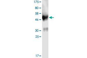 Image no. 2 for Advanced Glycosylation End Product-Specific Receptor (AGER) (AA 23-342) protein (His-DYKDDDDK-Strep II Tag) (ABIN1344554)