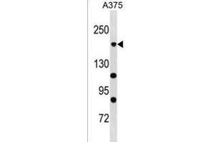 POLR1A Antibody (C-term) (ABIN1536725 and ABIN2850362) western blot analysis in  cell line lysates (35 μg/lane). (POLR1A Antikörper  (C-Term))
