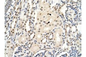 PUF60 antibody was used for immunohistochemistry at a concentration of 4-8 ug/ml to stain Epithelial cells of renal tubule (arrows) in Human Kidney. (PUF60 Antikörper  (C-Term))