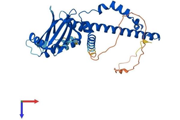 NHEJ1 Protein (AA 1-295) (His tag)