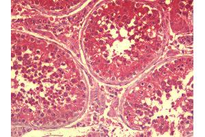 Anti-SPATA18 / MIEAP antibody IHC staining of human testis. (SPATA18 Antikörper  (N-Term))