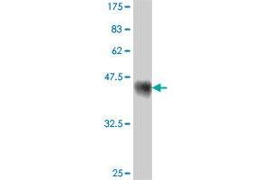 Western Blotting (WB) image for anti-Erythrocyte Membrane Protein Band 4.1 (Elliptocytosis 1, RH-Linked) (EPB41) (AA 116-225) antibody (ABIN560751)