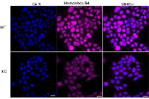 anti-Homeobox B4 (HOXB4) antibody