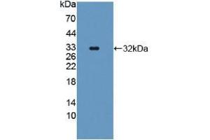 Figure. (SCAF11 Antikörper  (AA 944-1148))