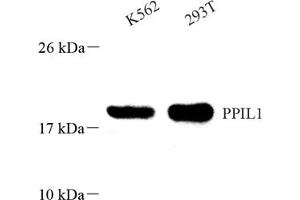 Western blot analysis of PPIL1 (ABIN7075004),at dilution of 1: 800 (PPIL1 Antikörper)