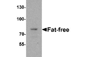 Western blot analysis of Fat-free in mouse brain tissue lysate with Fat-free antibody at 1 µg/mL. (VPS51 Antikörper  (C-Term))