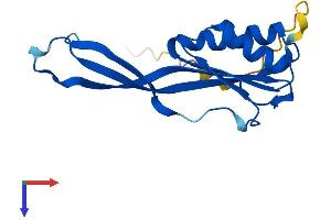 RPP25L Protein (AA 1-163) (His tag)