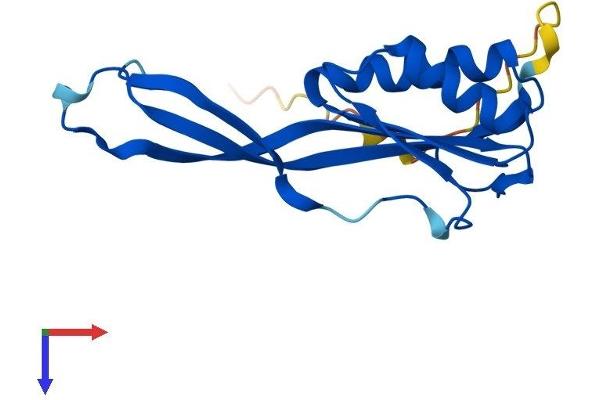 RPP25L Protein (AA 1-163) (His tag)