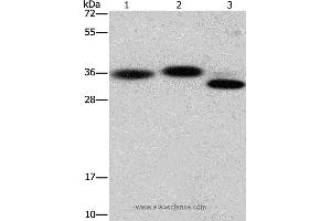 Western blot analysis of Hela cell, mouse brain and heart tissue, using CAPZA2 Polyclonal Antibody at dilution of 1:650