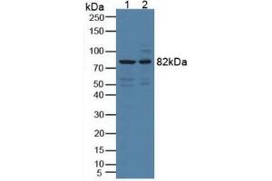 Figure. (DCLK1 Antikörper  (AA 390-647))