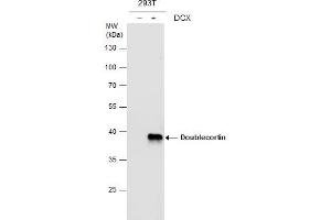 WB Image Doublecortin antibody detects Doublecortin protein by western blot analysis. (Doublecortin Antikörper)
