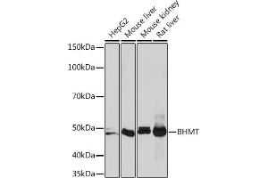 Western blot analysis of extracts of various cell lines, using BHMT Rabbit mAb (ABIN7265882) at 1:1000 dilution. (BHMT Antikörper)