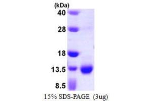 SDS-PAGE (SDS) image for S100 Calcium Binding Protein A3 (S100A3) (AA 1-101) protein (His tag) (ABIN667463)