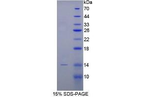 SDS-PAGE analysis of Rabbit BMP2 Protein.