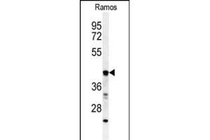 Western blot analysis of B3GALT6 Antibody (C-term) (ABIN651201 and ABIN2840128) in Ramos cell line lysates (35 μg/lane). (B3GALT6 Antikörper  (C-Term))